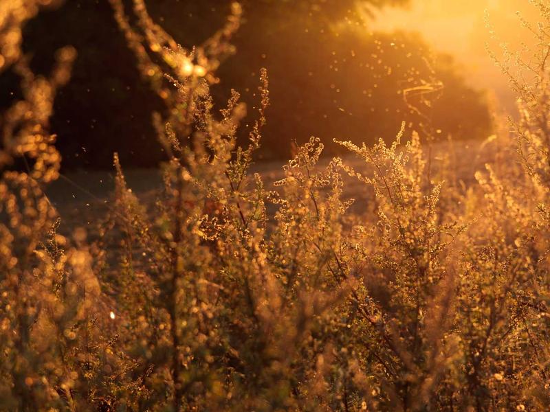 اجاره اینه و صندلی و صندلی اصلاح بر گلبرگ غربی - تصویر 2
