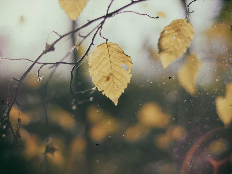 نگین پیروزی - تصویر 2