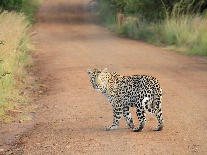 فروش زمین و کلنگی 363 متری در تهرانپارس جنوبی - تصویر 2