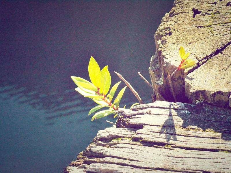 اجاره آپارتمان 75 متری در بوستان شیان - تصویر 2