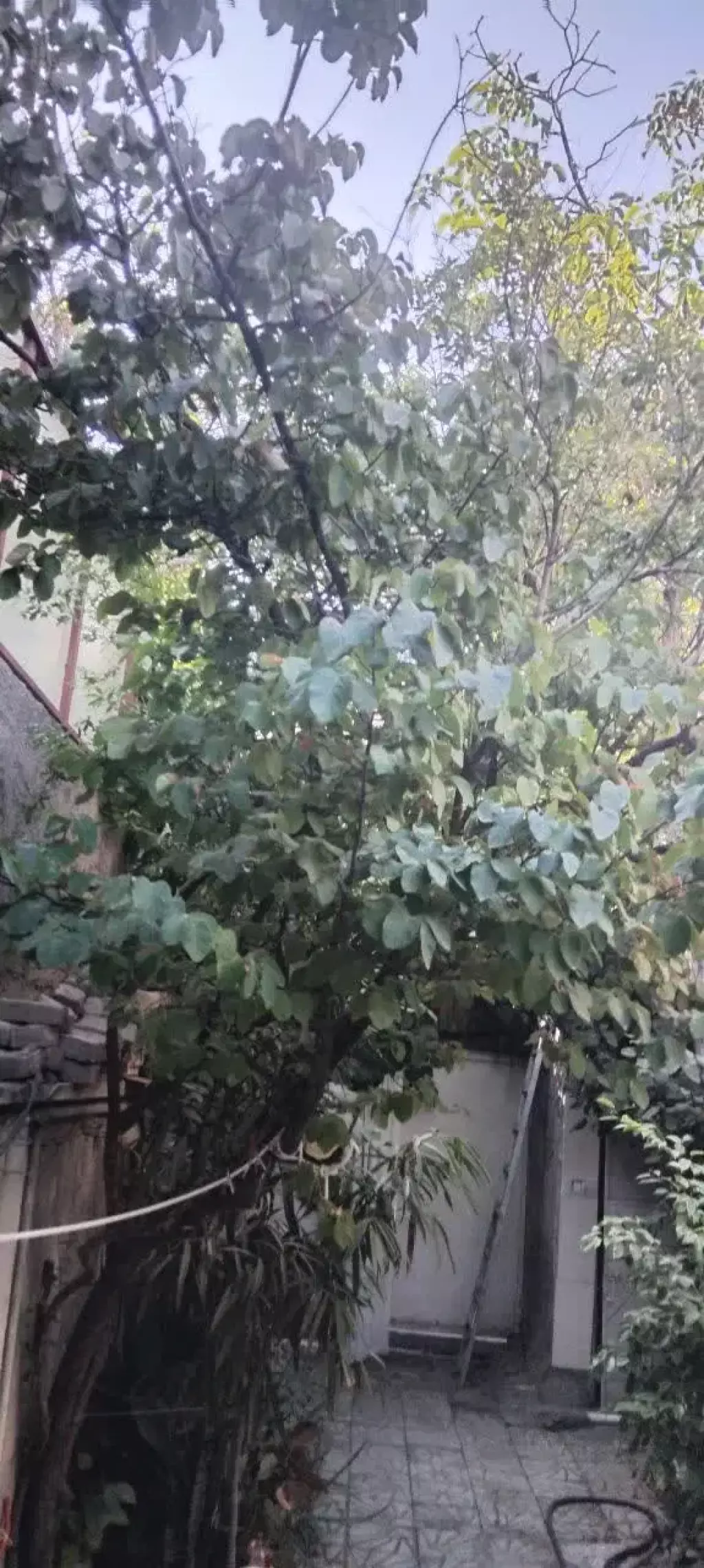 فروش ملک ویلایی کلنگی - تصویر 2