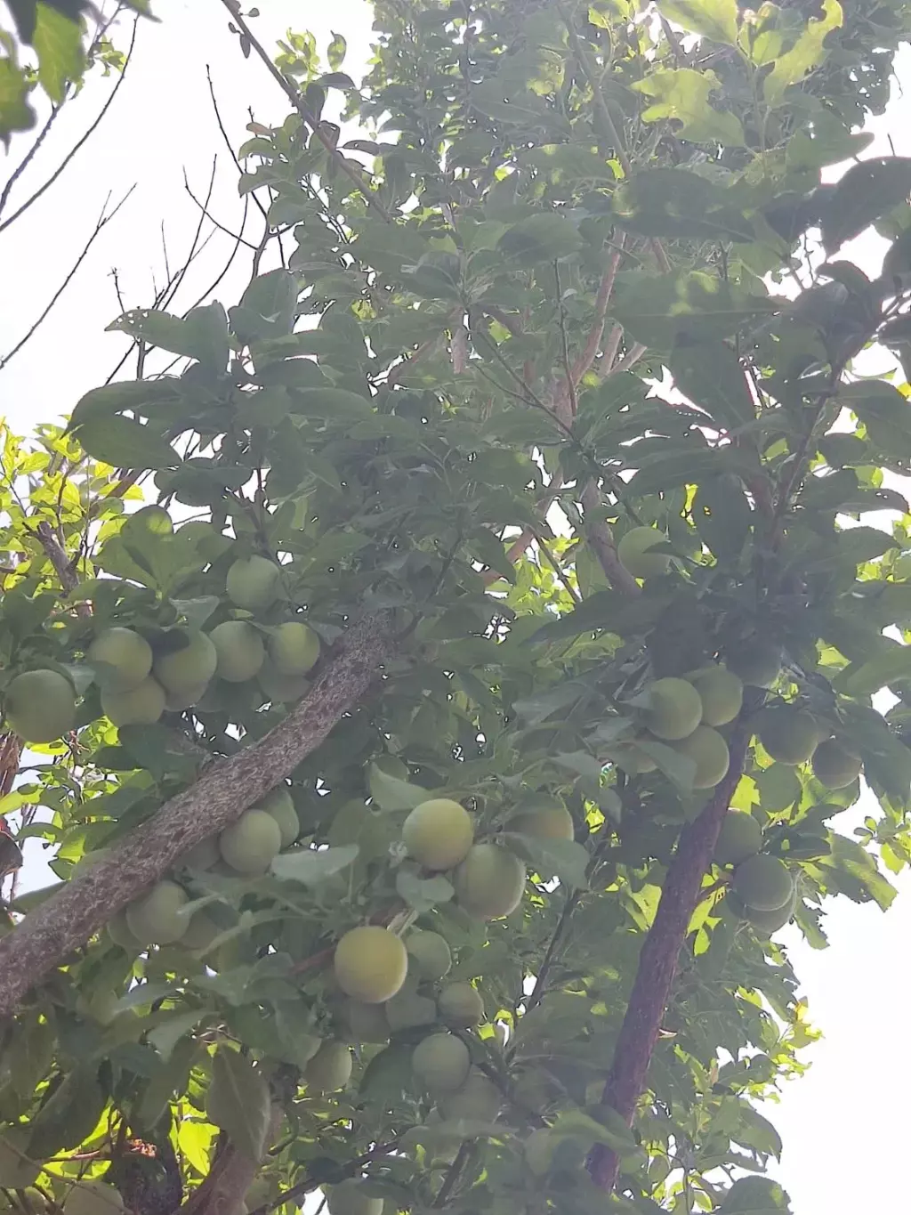 خونه باغ - تصویر 10
