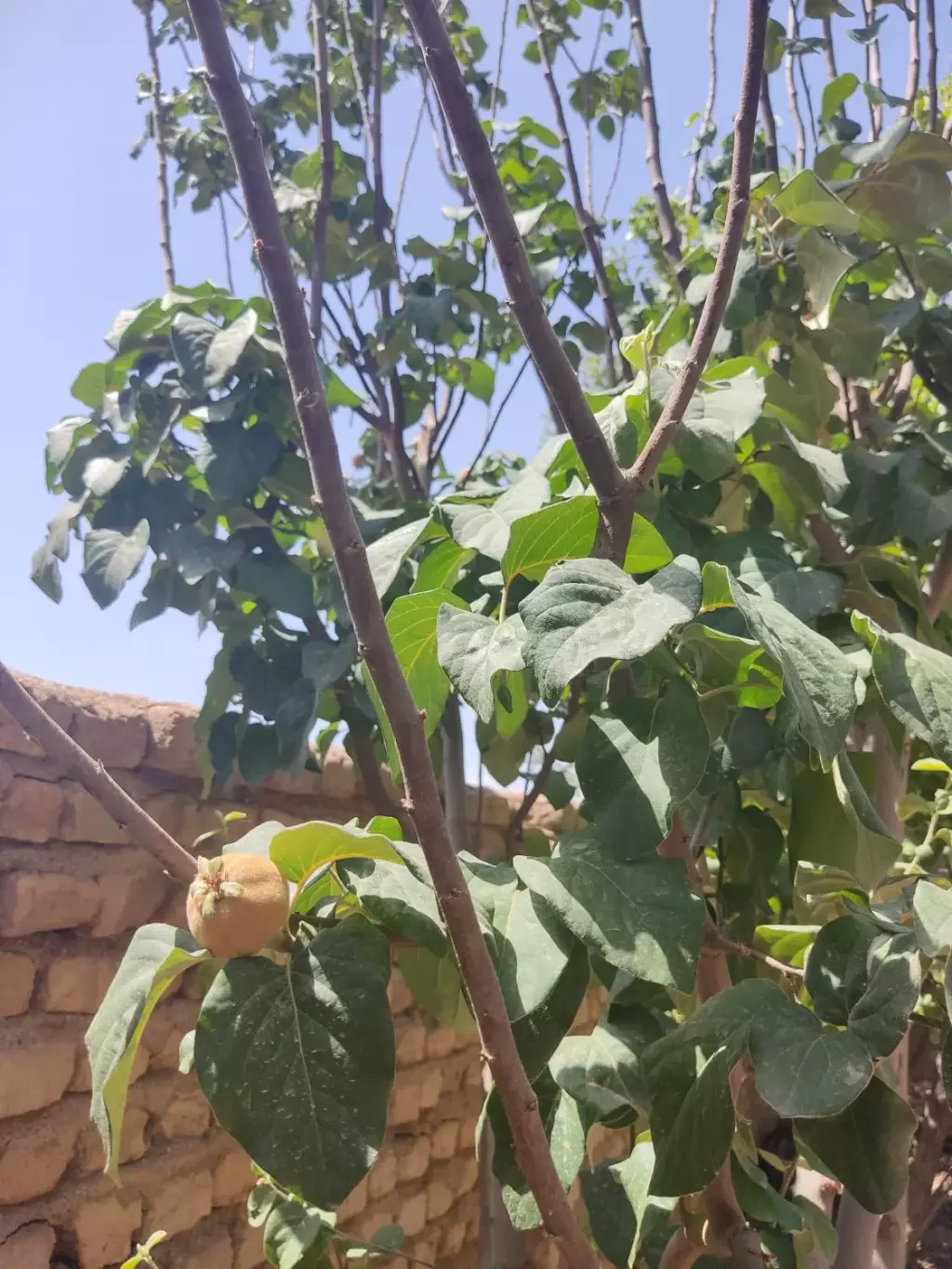 خونه باغ - تصویر 7