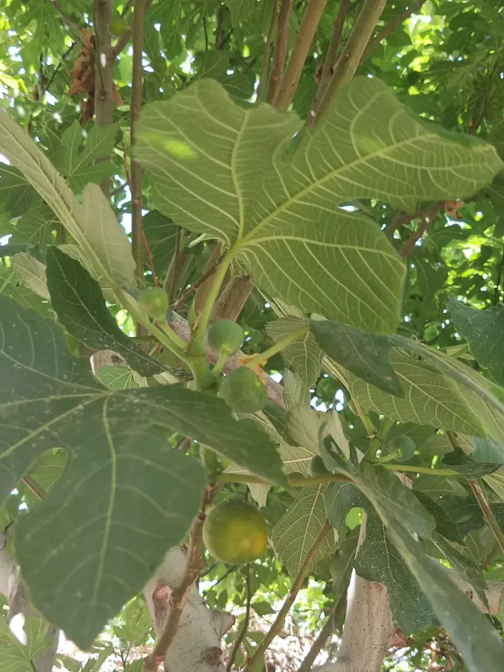 خونه باغ - تصویر 9