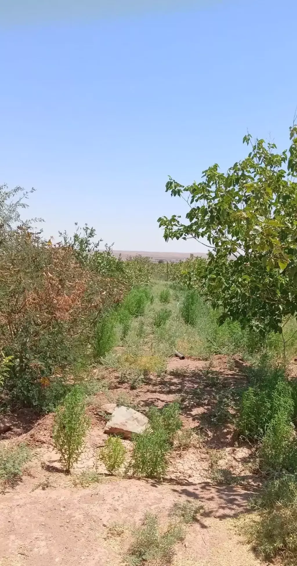 فروش باغ پسته - تصویر 6
