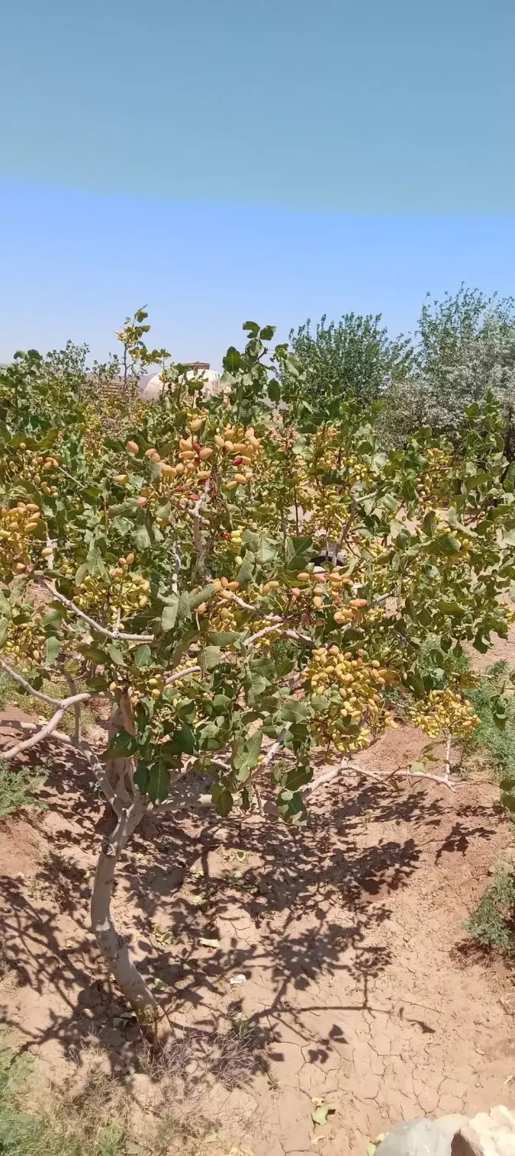 فروش باغ پسته - تصویر 5