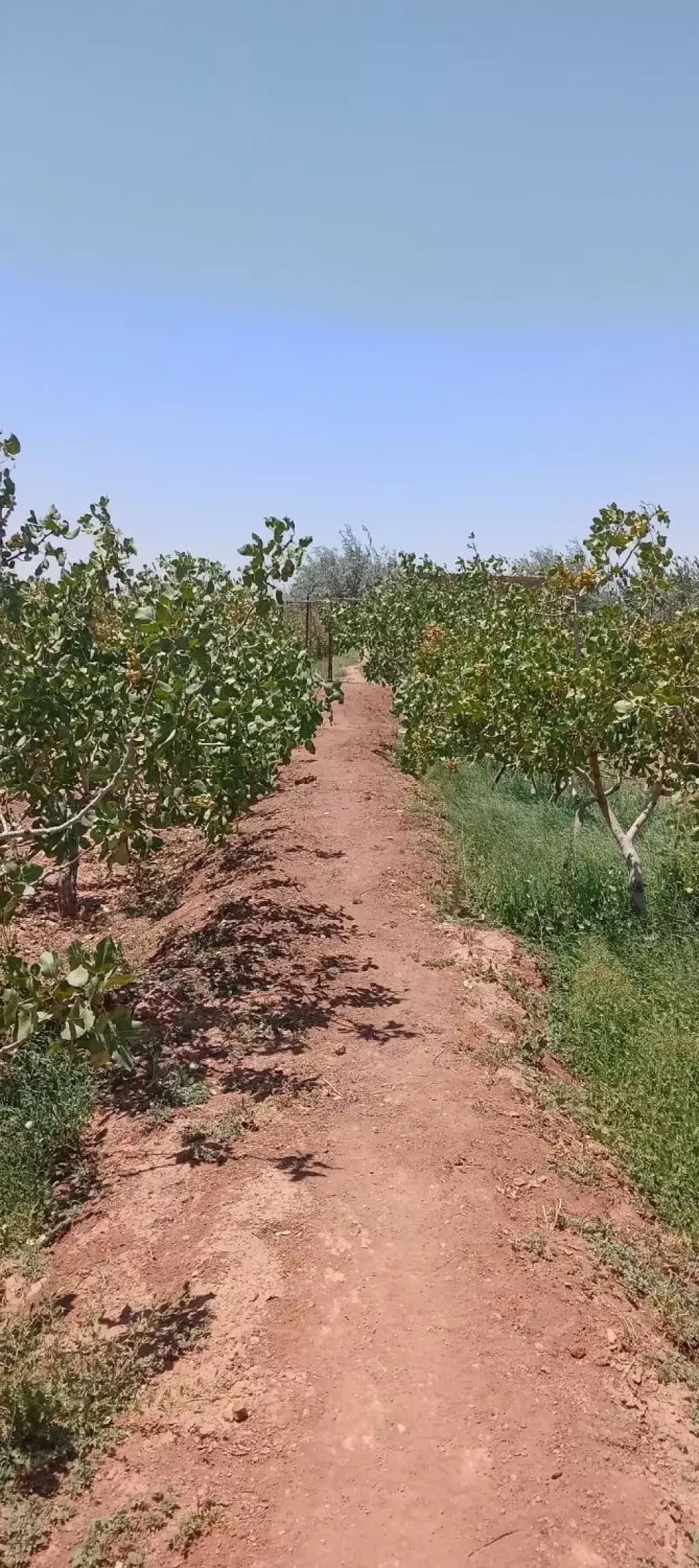 فروش باغ پسته - تصویر 8