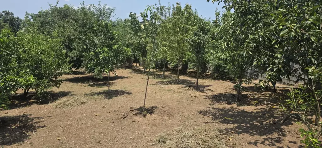 ویلا باغ در مازندران - تصویر 9