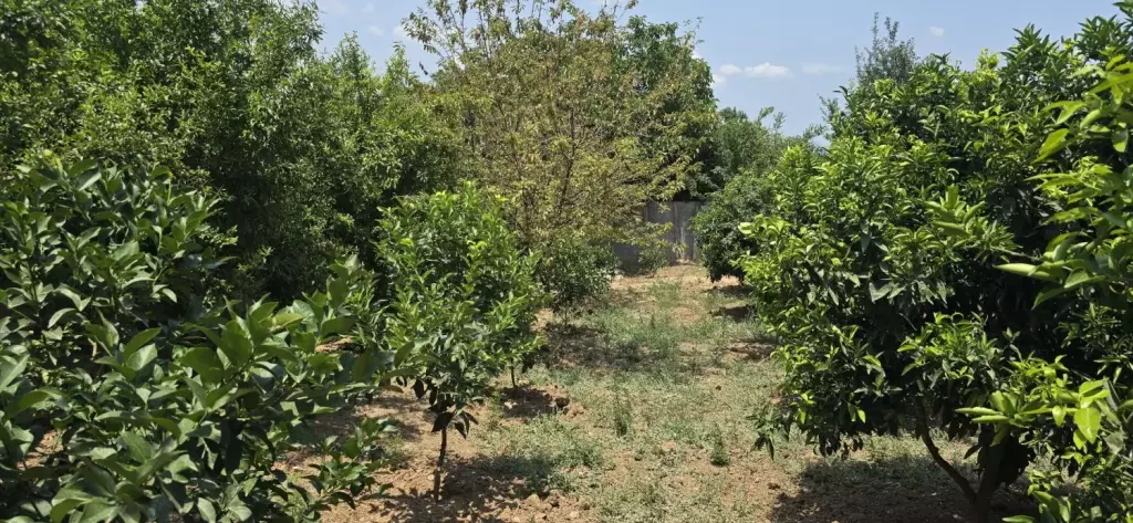 ویلا باغ در مازندران - تصویر 11