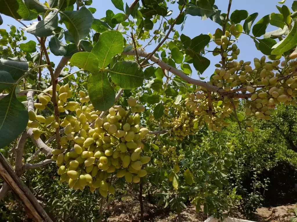 ویلا باغ سندملکیت تک برگ(فاصله باتهران زیر2 ساعت) - تصویر 4