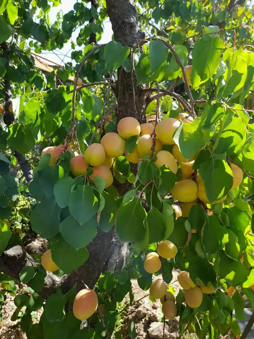ویلا باغ سندملکیت تک برگ(فاصله باتهران زیر2 ساعت) - تصویر 8