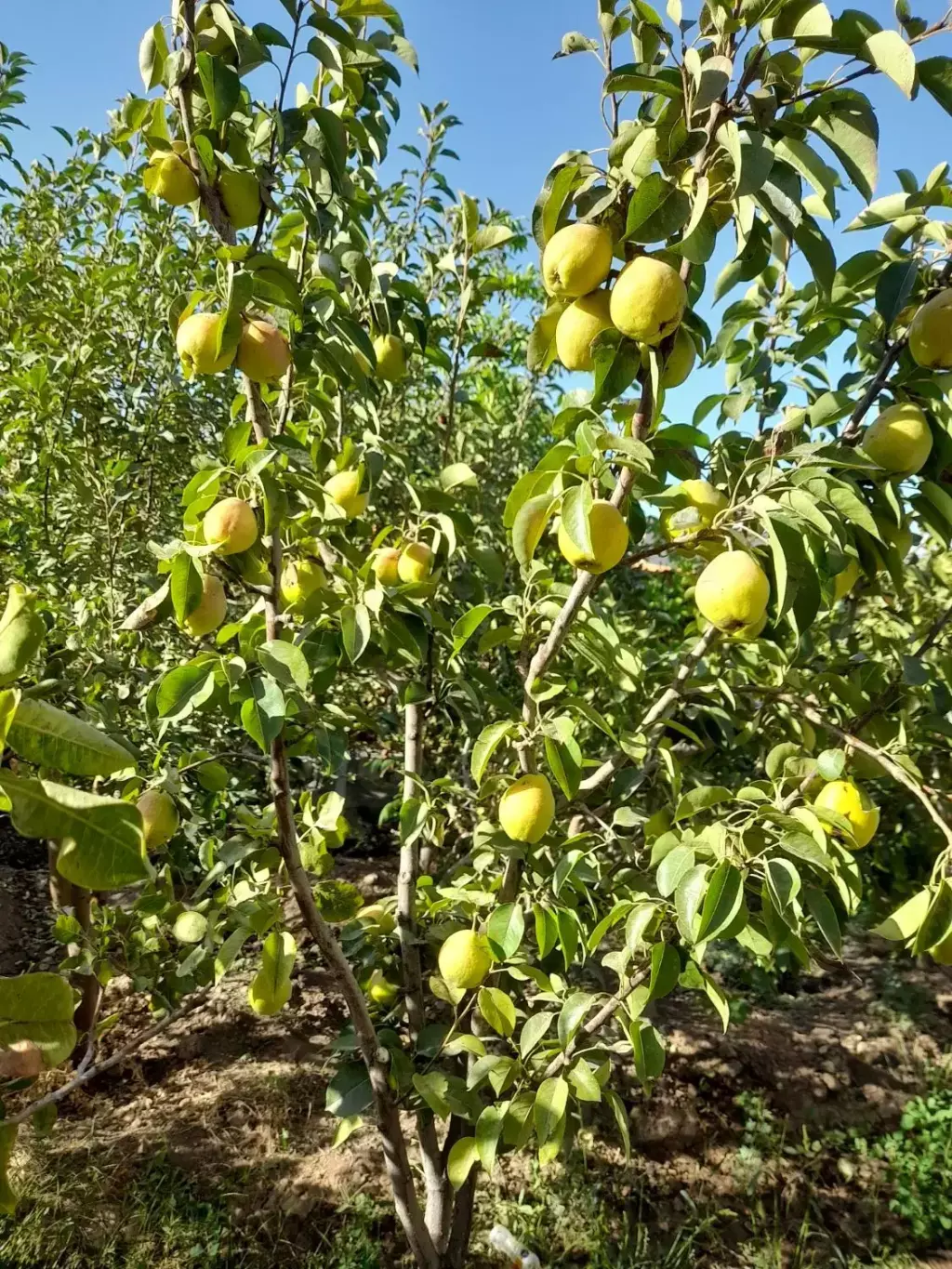 ویلا باغ سندملکیت تک برگ(فاصله باتهران زیر2 ساعت) - تصویر 16