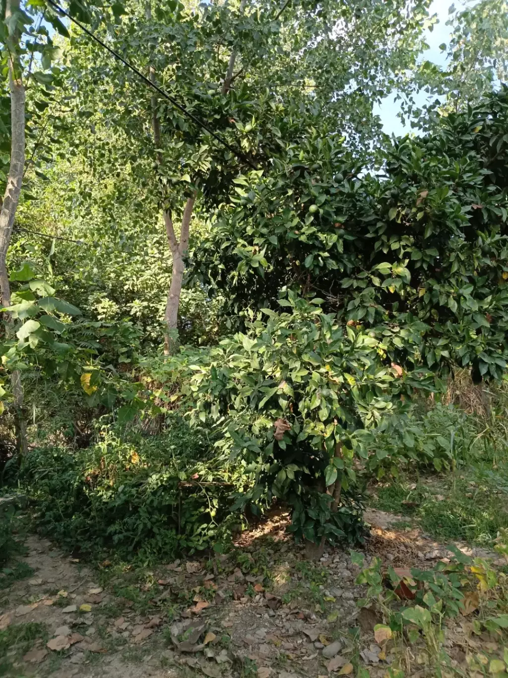 فروش زمین مسکونی به همراه ملک - تصویر 2