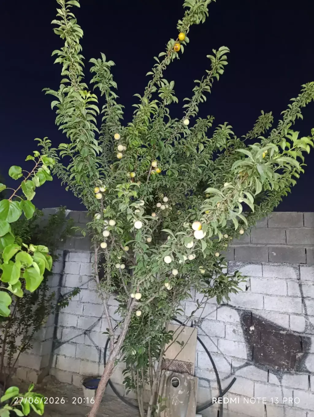 زمین و باغچه - تصویر 2