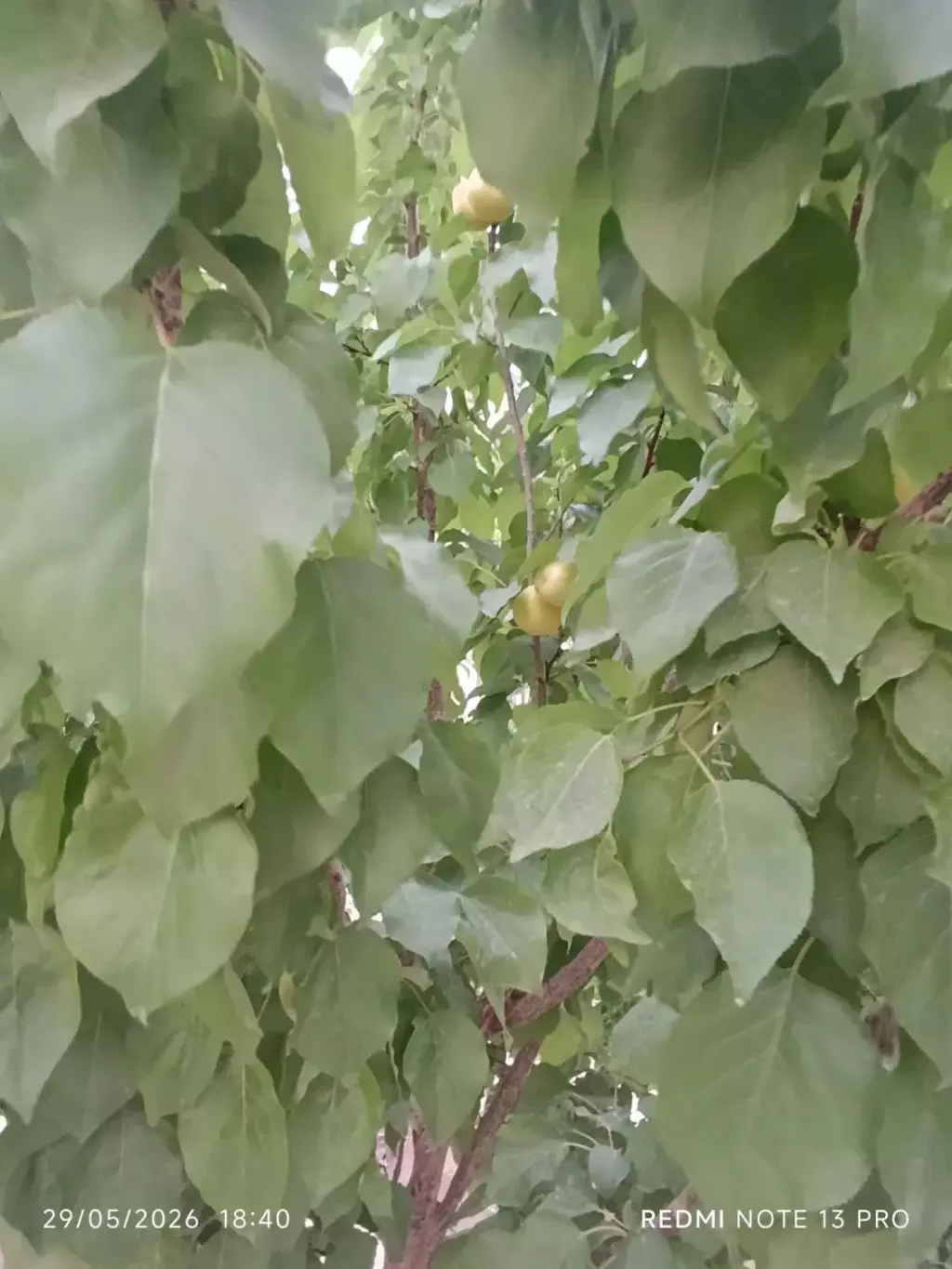 زمین و باغچه - تصویر 8