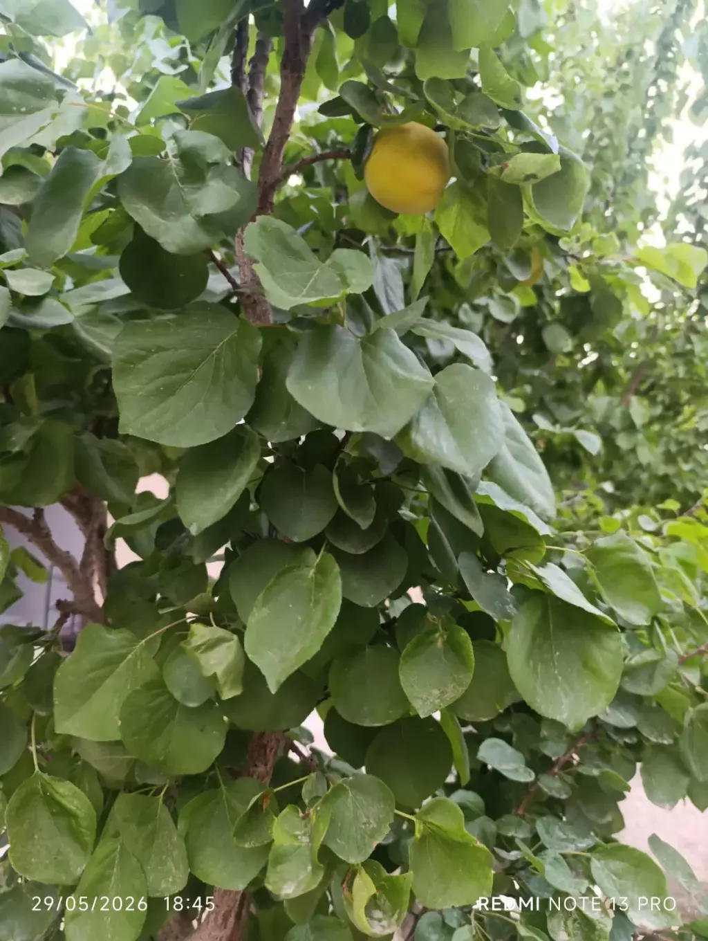 زمین و باغچه - تصویر 9