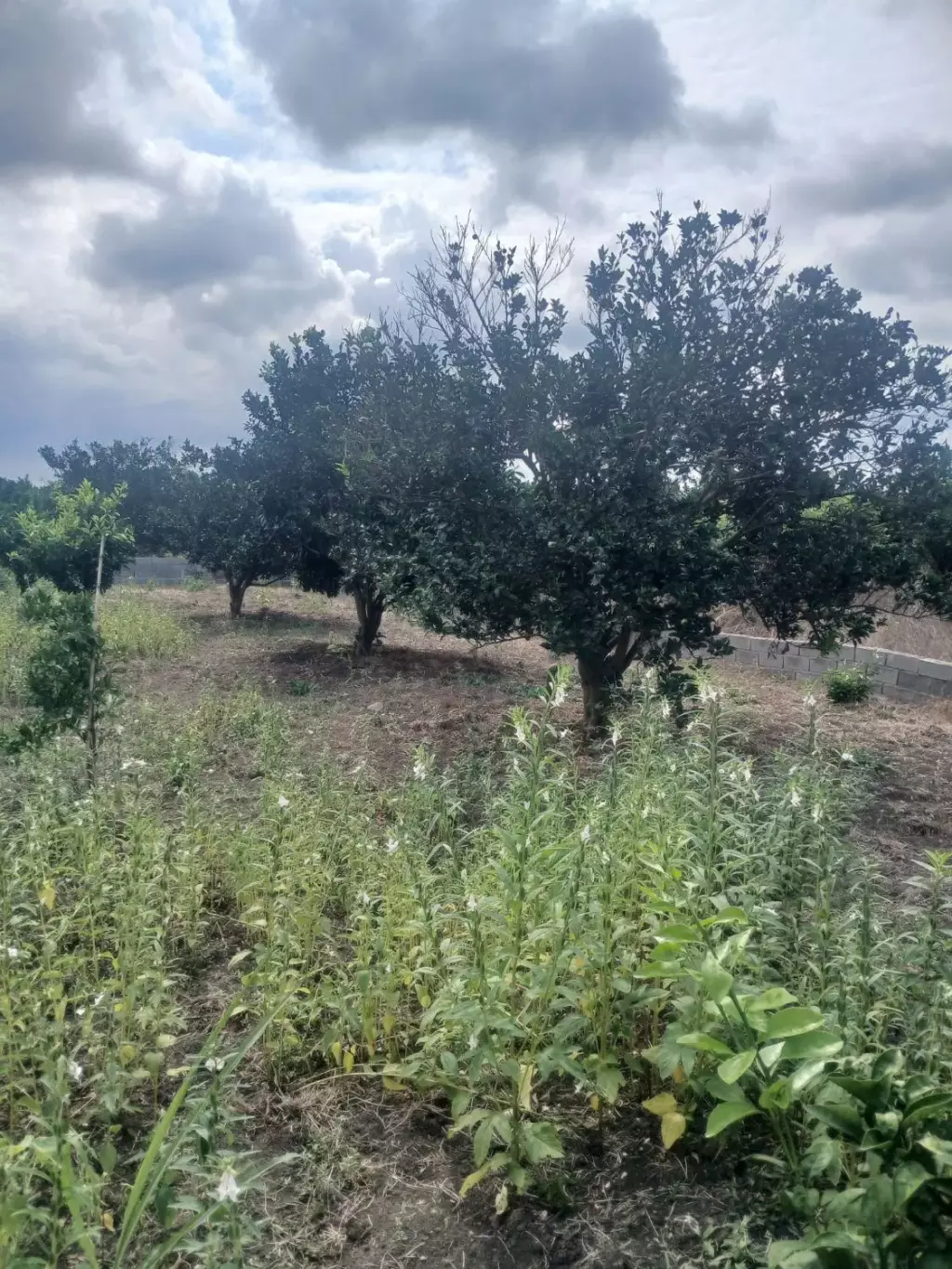 باغ پرتقال - تصویر 6