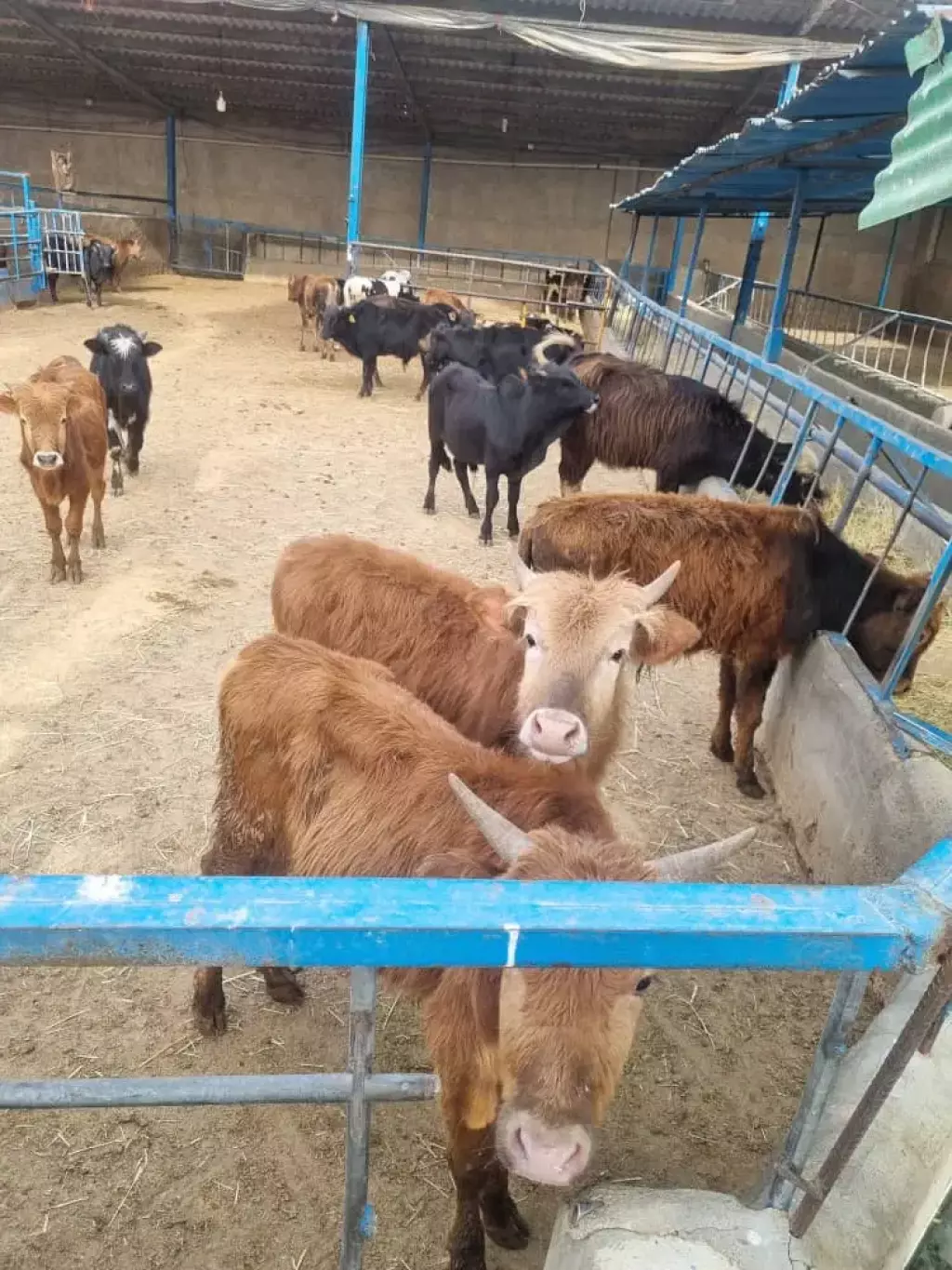 فروش اداری و تجاری 3750 متری در آهنگ - تصویر 4