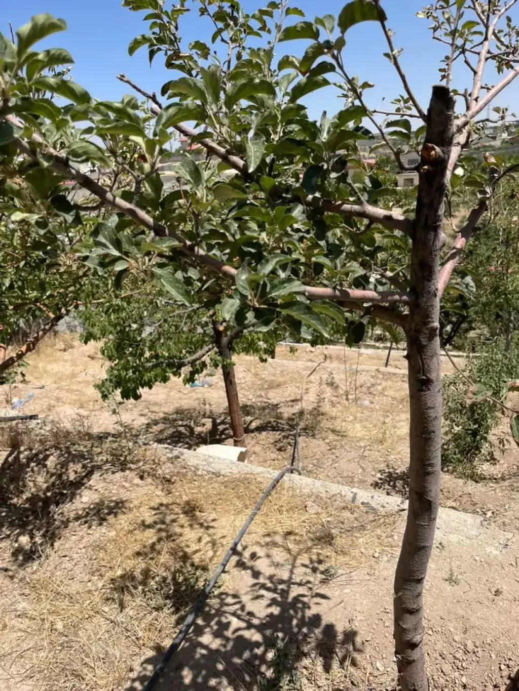 فروش خانه و ویلا 400 متری در تهرانپارس جنوبی - تصویر 3