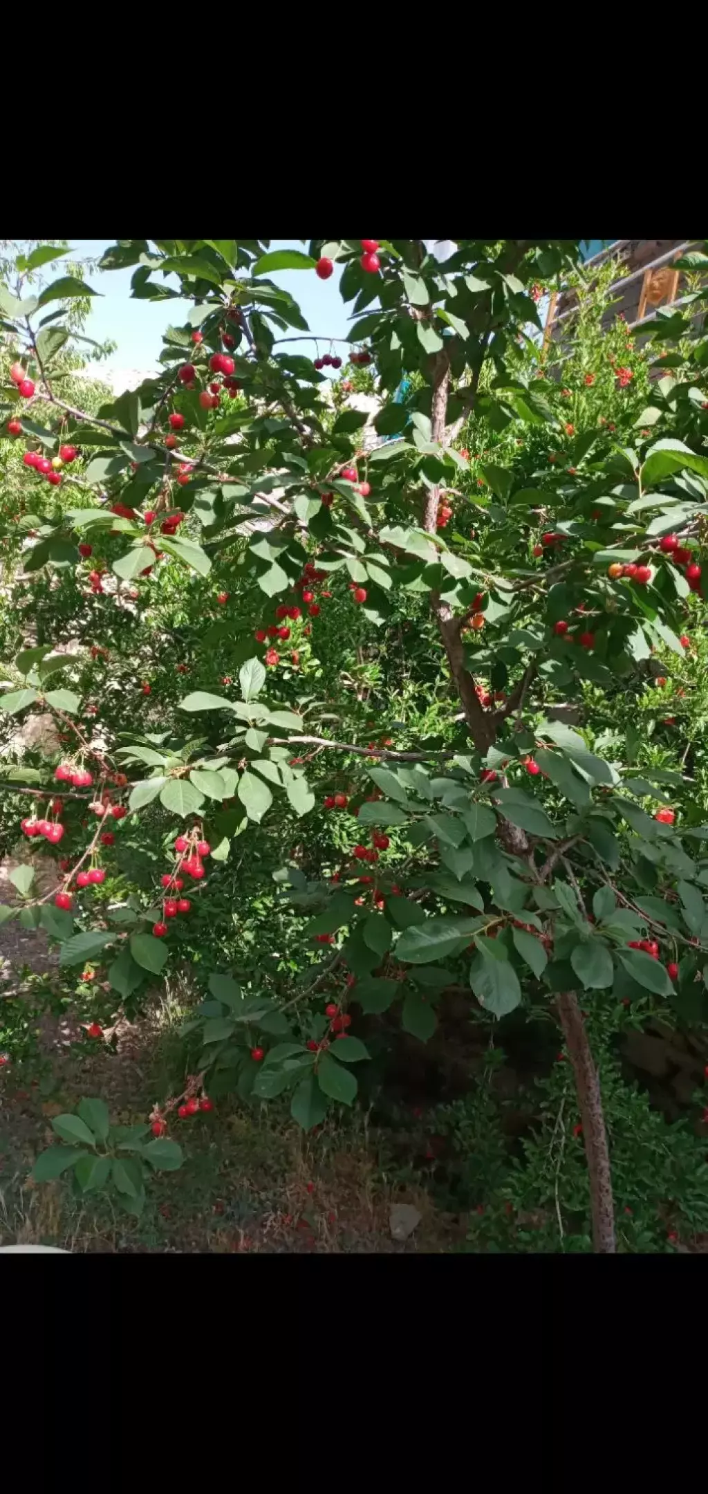 فروش خانه و ویلا 481 متری در بازار - تصویر 17