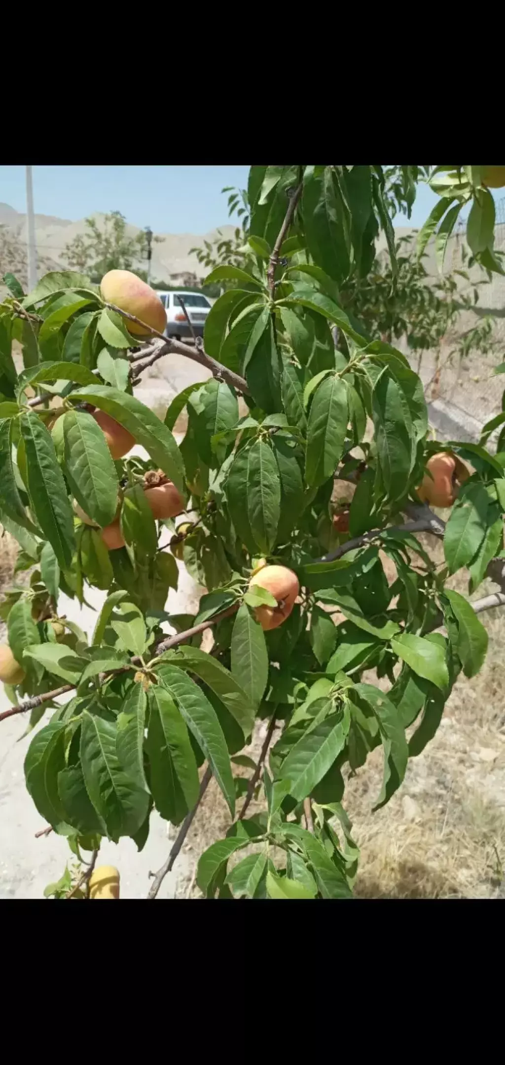 فروش خانه و ویلا 481 متری در بازار - تصویر 16