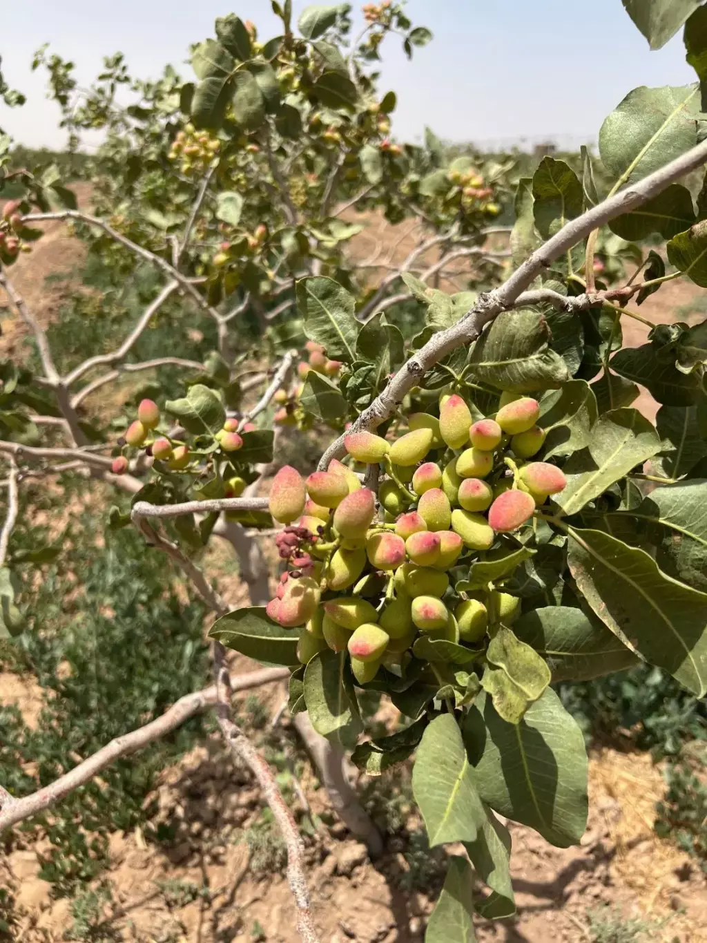 فروش اداری و تجاری 750 متری در بازار آهن