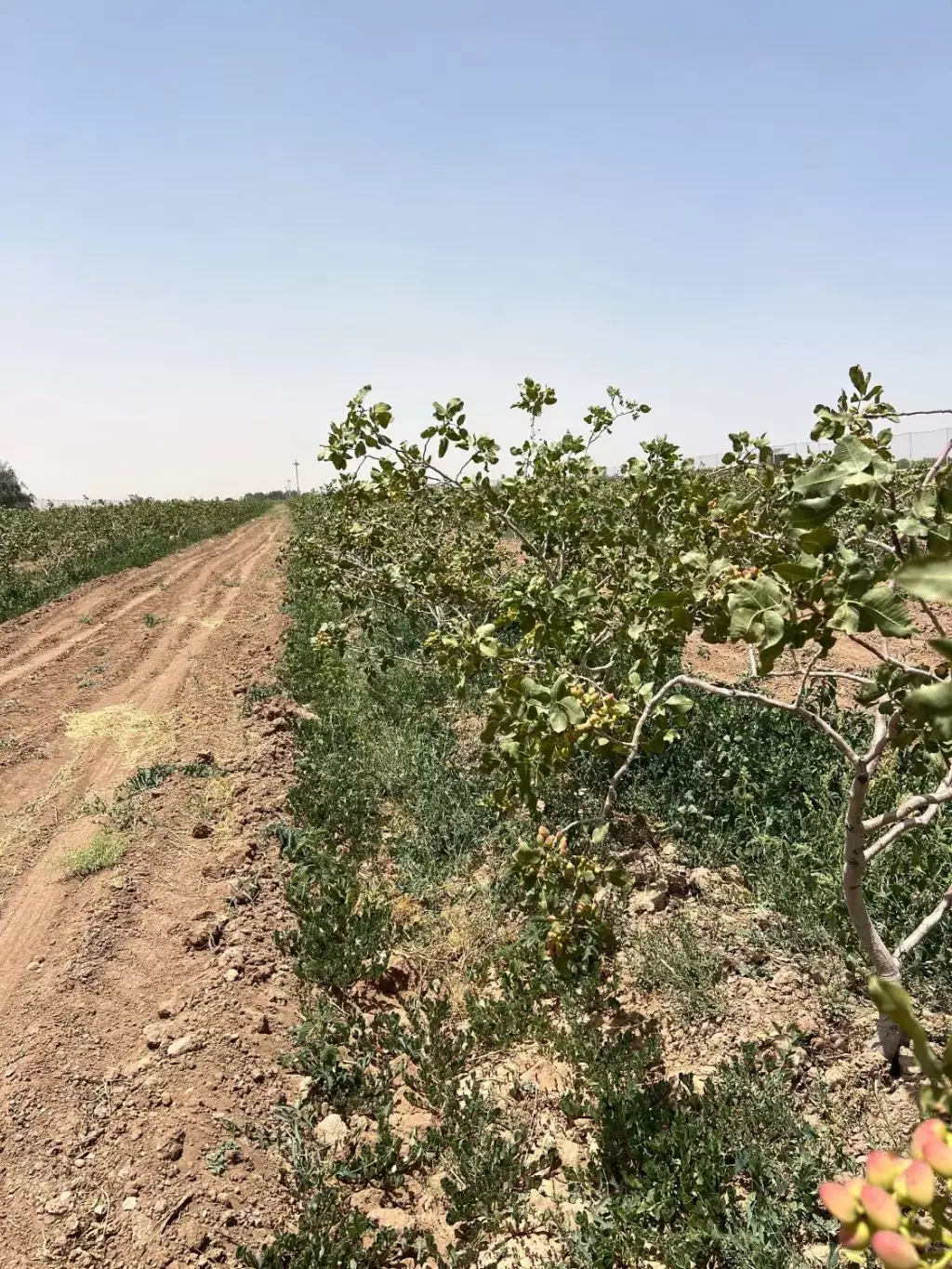 فروش اداری و تجاری 750 متری در بازار آهن - تصویر 3