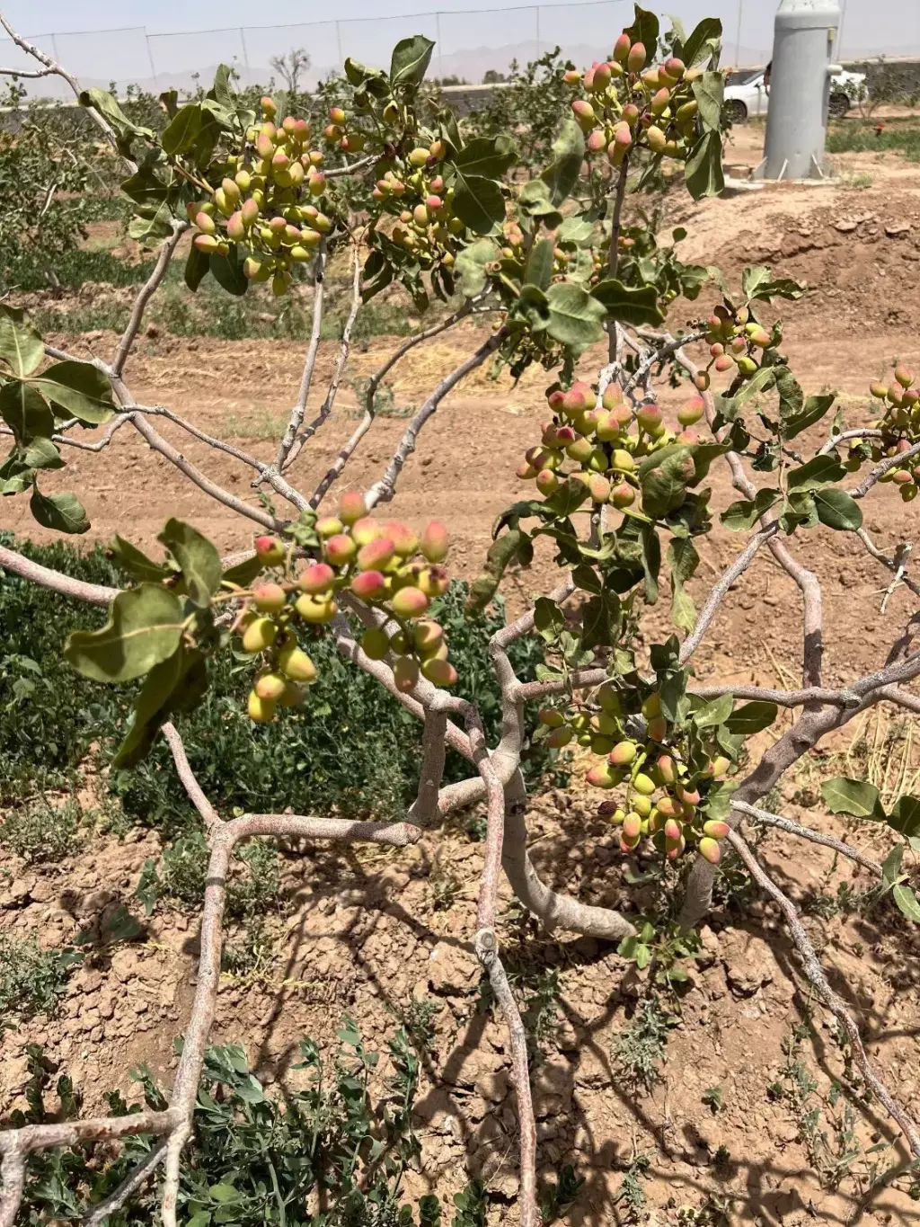 فروش اداری و تجاری 750 متری در بازار آهن - تصویر 2