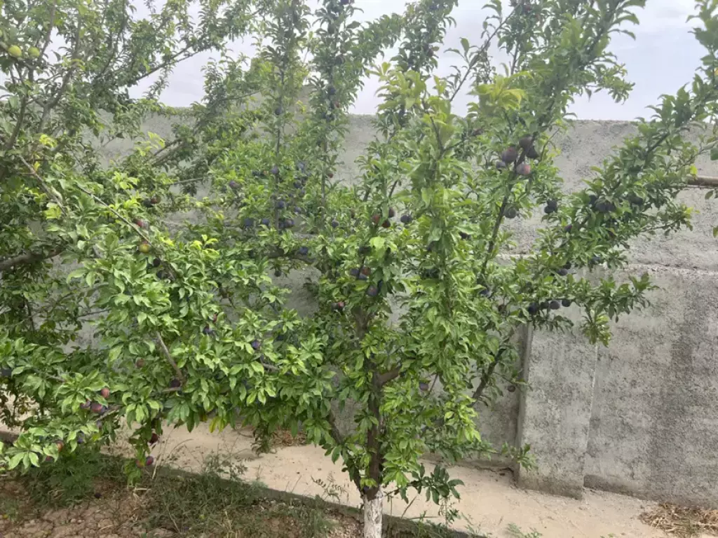 فروش خانه و ویلا 1000 متری در سعادت‌آباد - تصویر 20