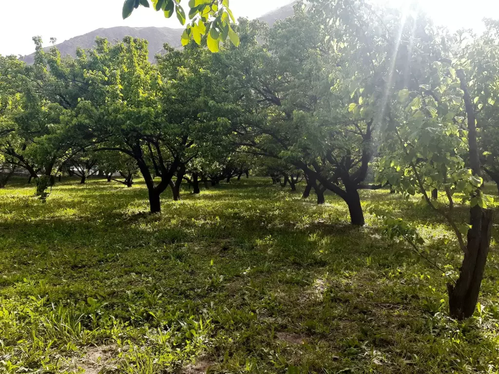 فروش زمین و کلنگی 400 متری در بروجردی - تصویر 17