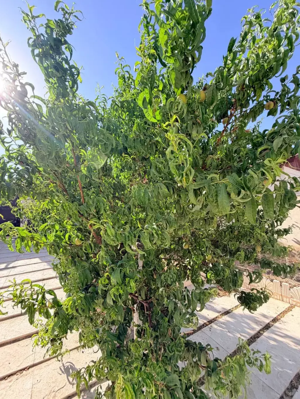 فروش خانه و ویلا 600 متری در تهرانپارس غربی - تصویر 9
