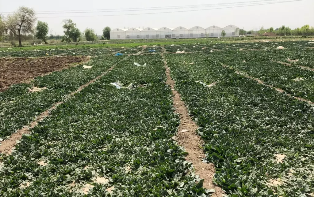 فروش زمین و کلنگی 15000 متری در سیزده آبان - تصویر 2