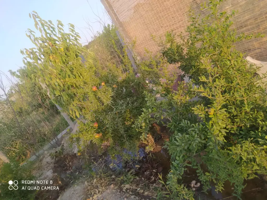 فروش زمین و کلنگی 575 متری در صاحب الزمان