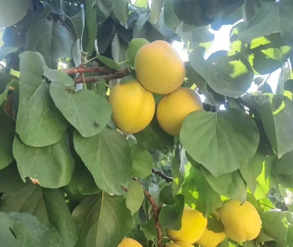 فروش خانه و ویلا 1287 متری در سعادت‌آباد - تصویر 18