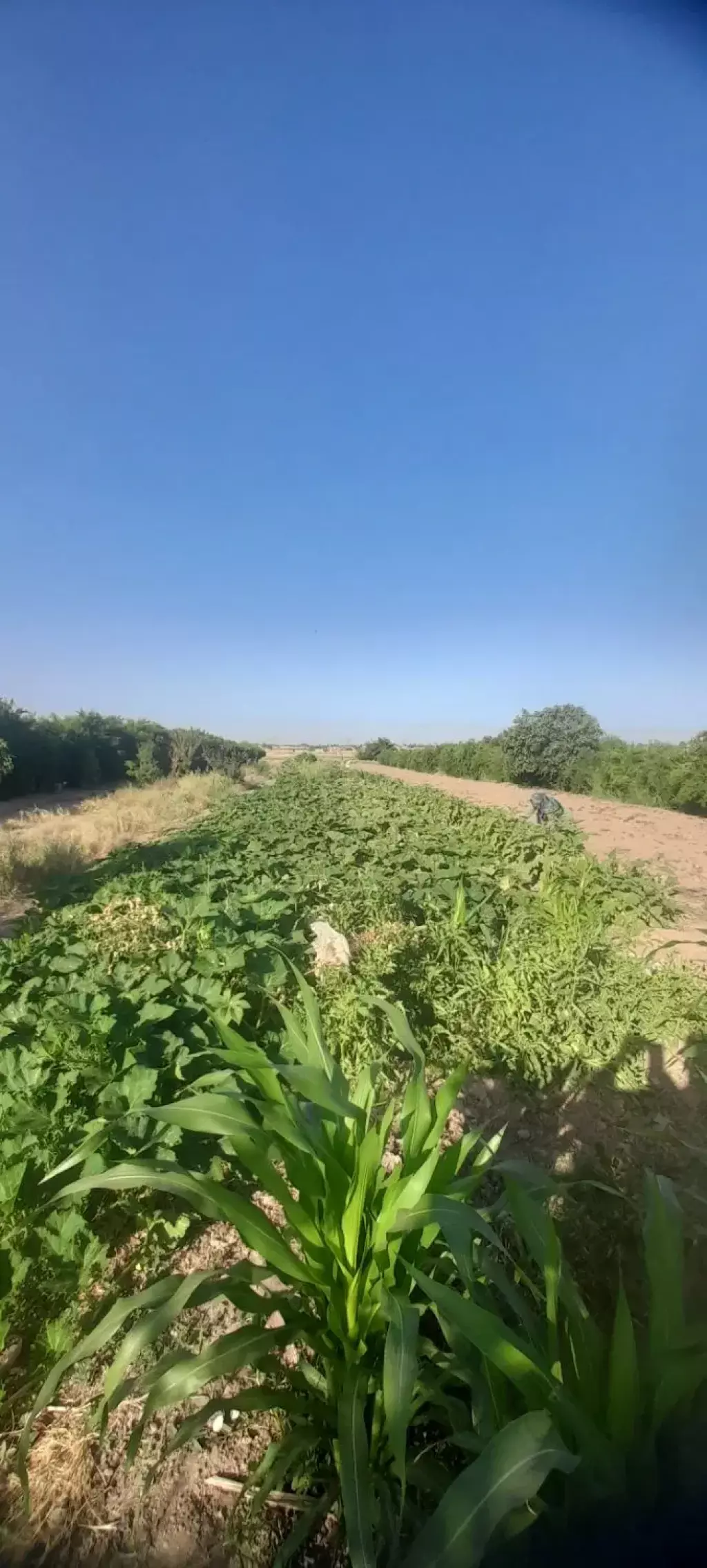 فروش اداری و تجاری 2800 متری در شارق - تصویر 12