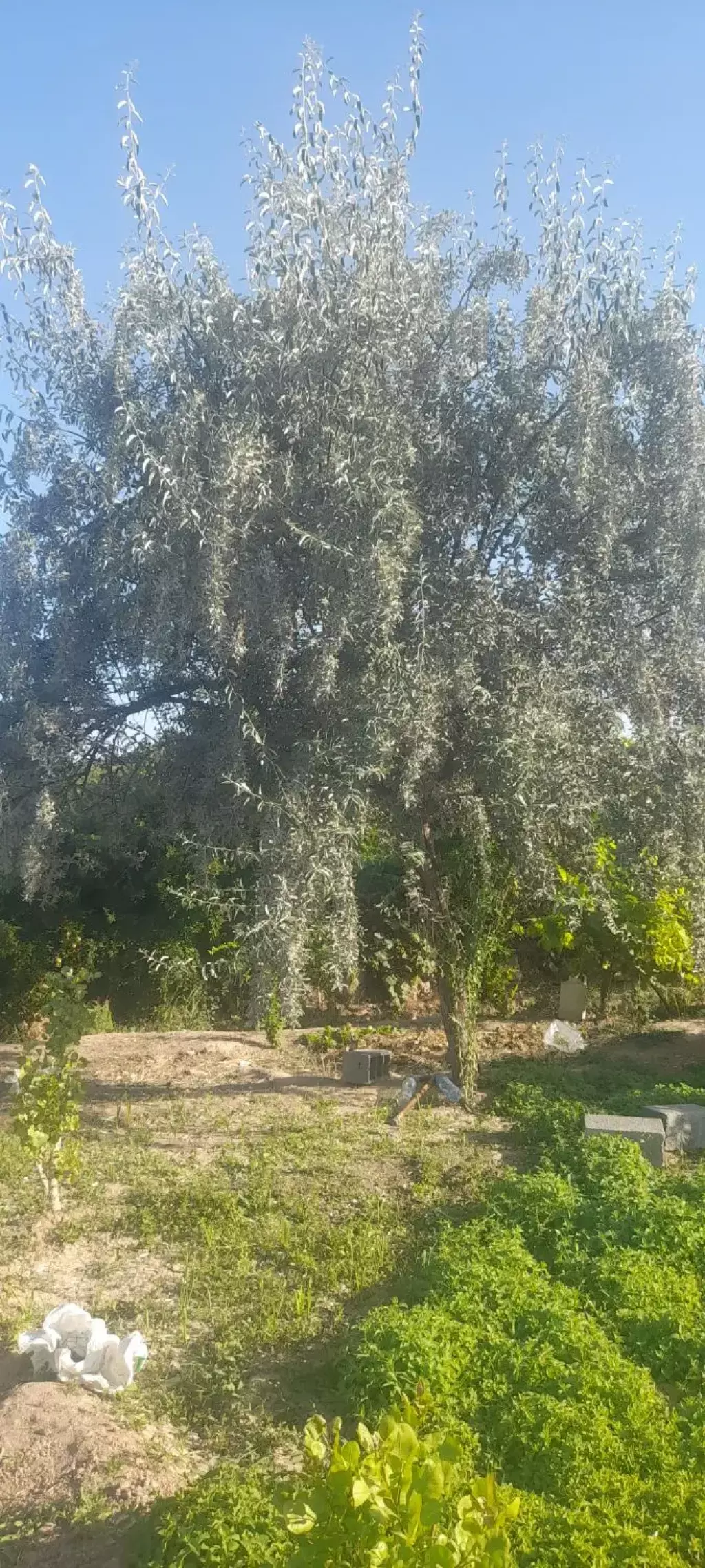 فروش اداری و تجاری 2800 متری در شارق - تصویر 13