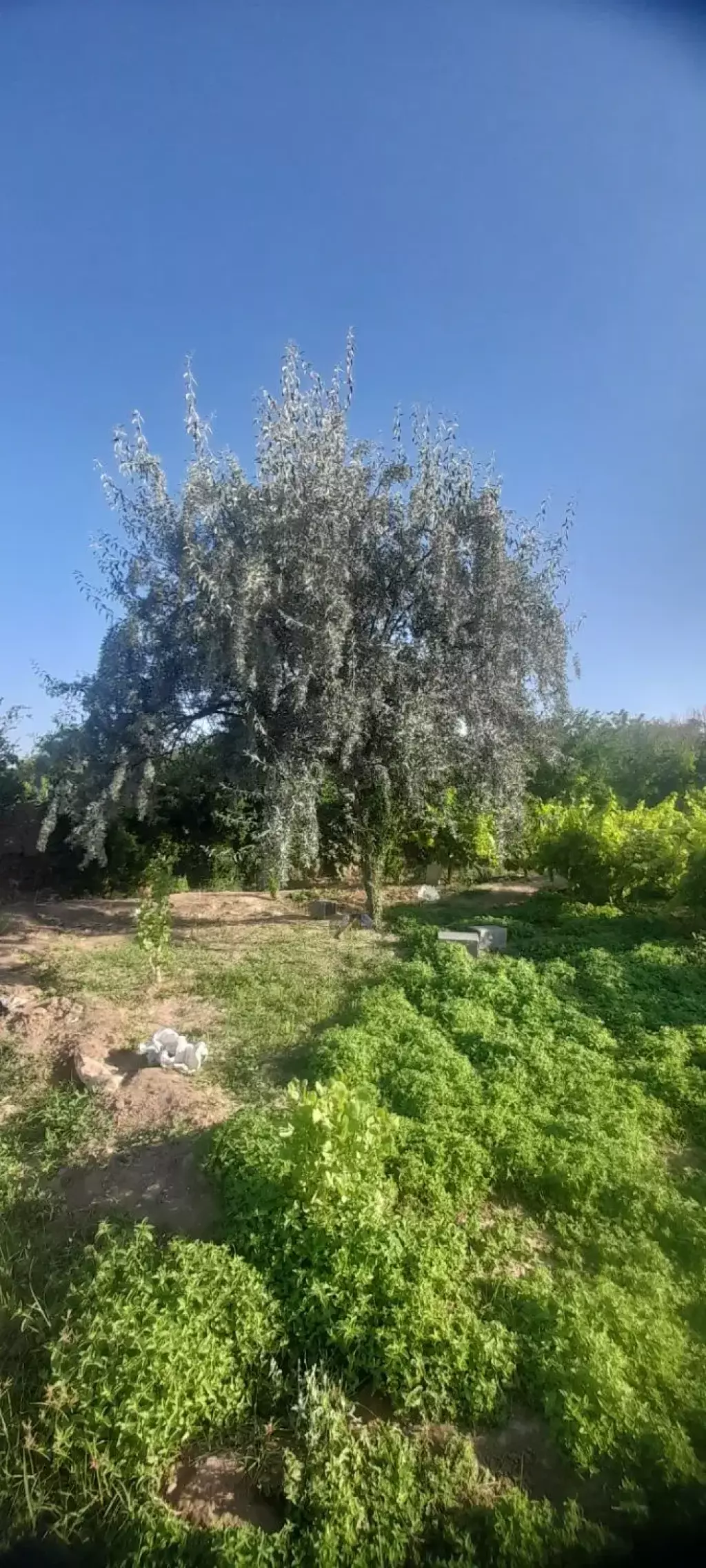 فروش اداری و تجاری 2800 متری در شارق - تصویر 8