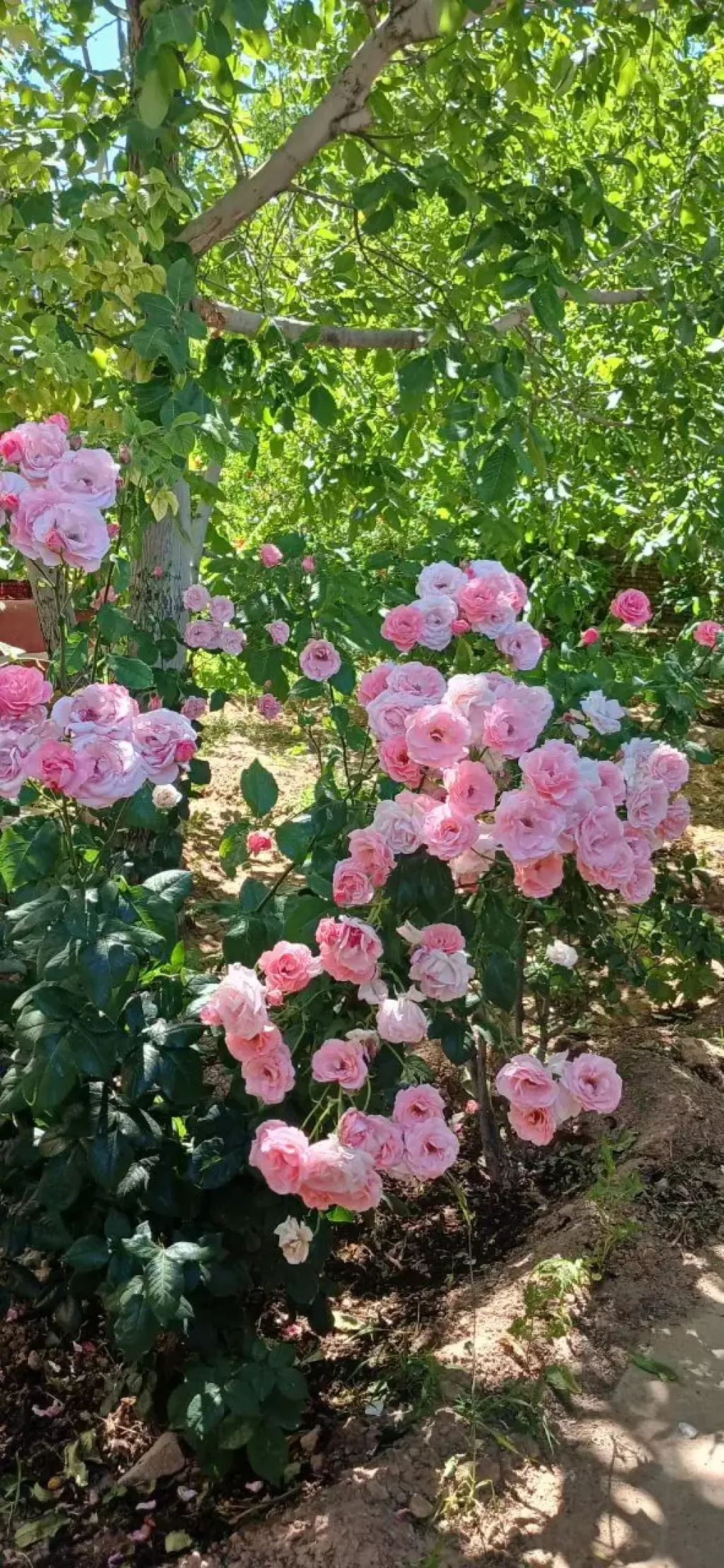 فروش خانه و ویلا 500 متری در گلستان (شهرک راه آهن) - تصویر 20