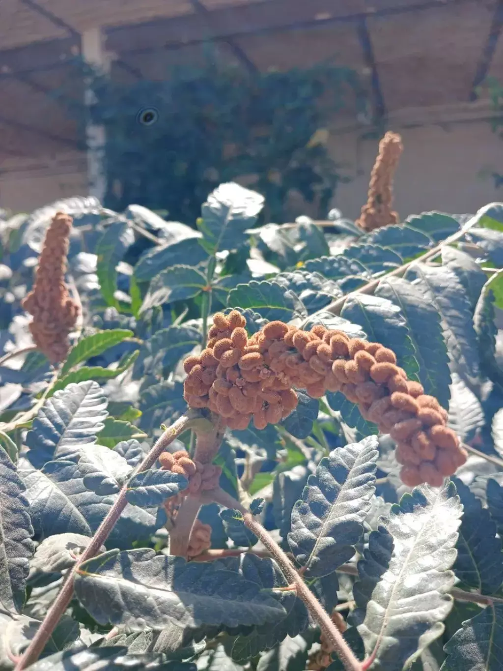 فروش خانه و ویلا 500 متری در گلستان (شهرک راه آهن) - تصویر 15