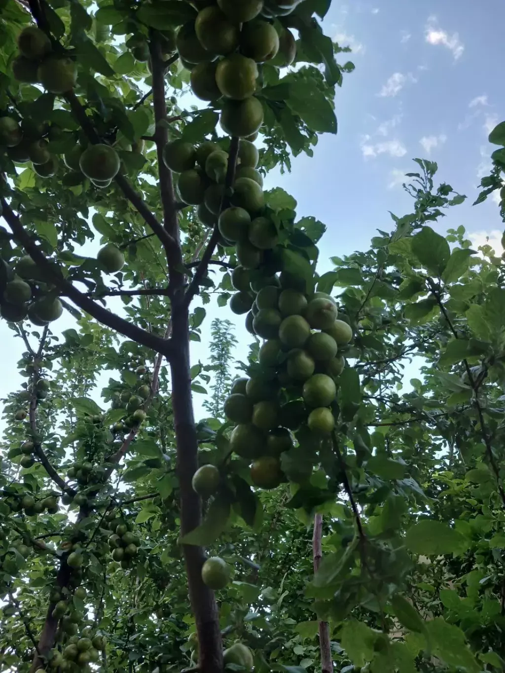 فروش خانه و ویلا 500 متری در گلستان (شهرک راه آهن) - تصویر 19