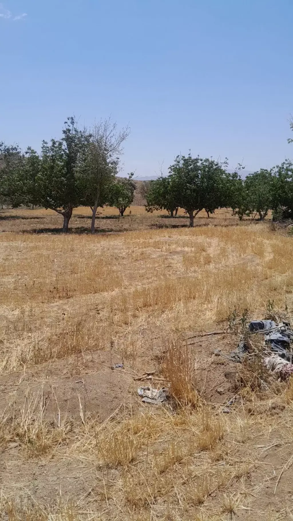 فروش زمین و کلنگی 10000 متری در نعمت‌آباد - تصویر 5