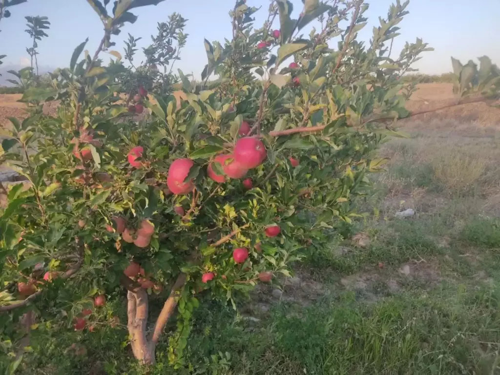 فروش اداری و تجاری 24 متری در شهرک شریعتی - تصویر 6
