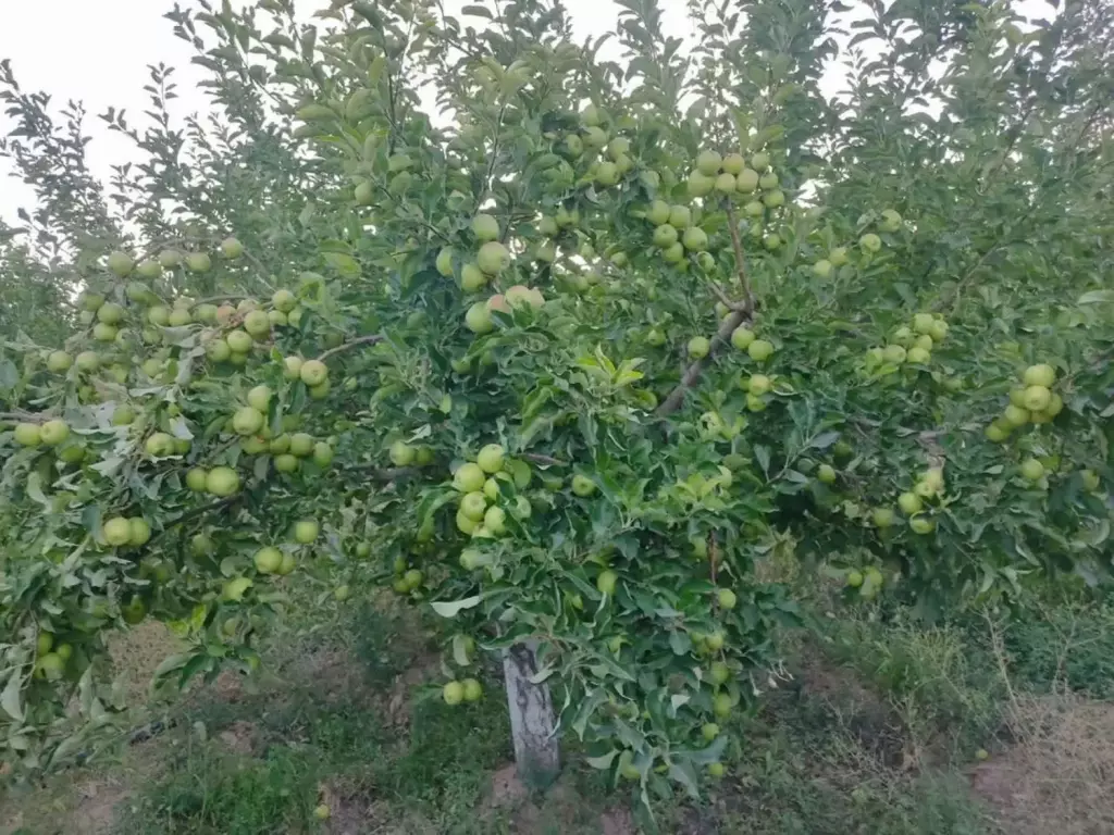 فروش اداری و تجاری 24 متری در شهرک شریعتی - تصویر 5