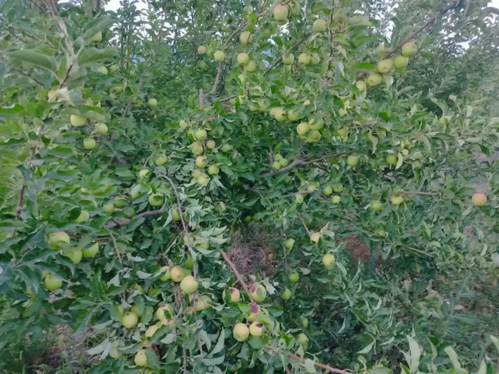 فروش اداری و تجاری 24 متری در شهرک شریعتی