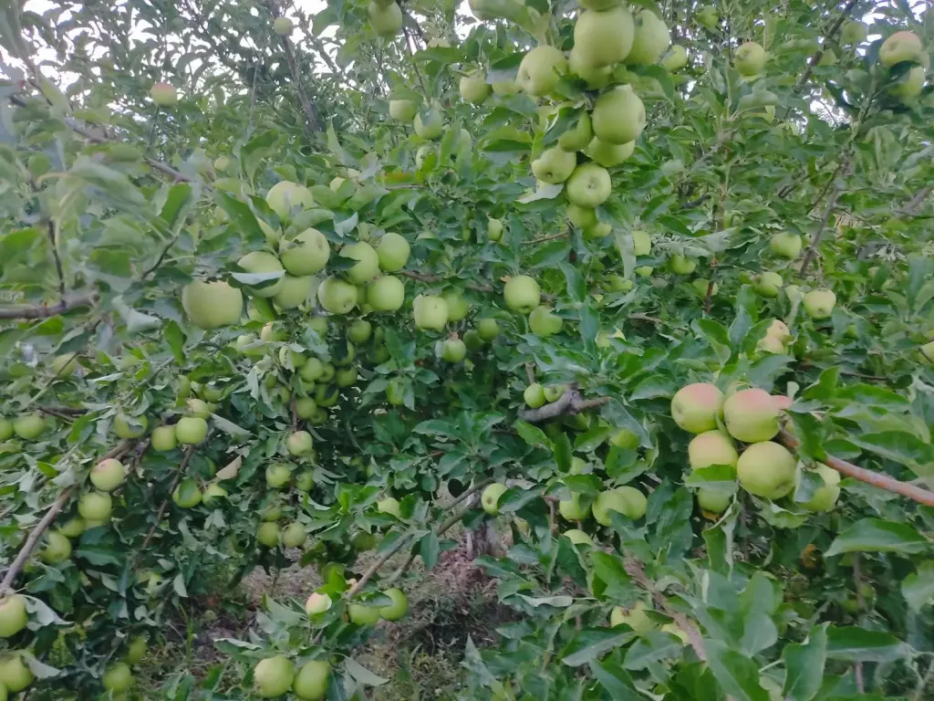 فروش اداری و تجاری 24 متری در شهرک شریعتی - تصویر 14