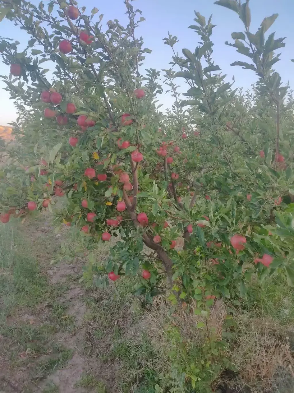 فروش اداری و تجاری 24 متری در شهرک شریعتی - تصویر 9