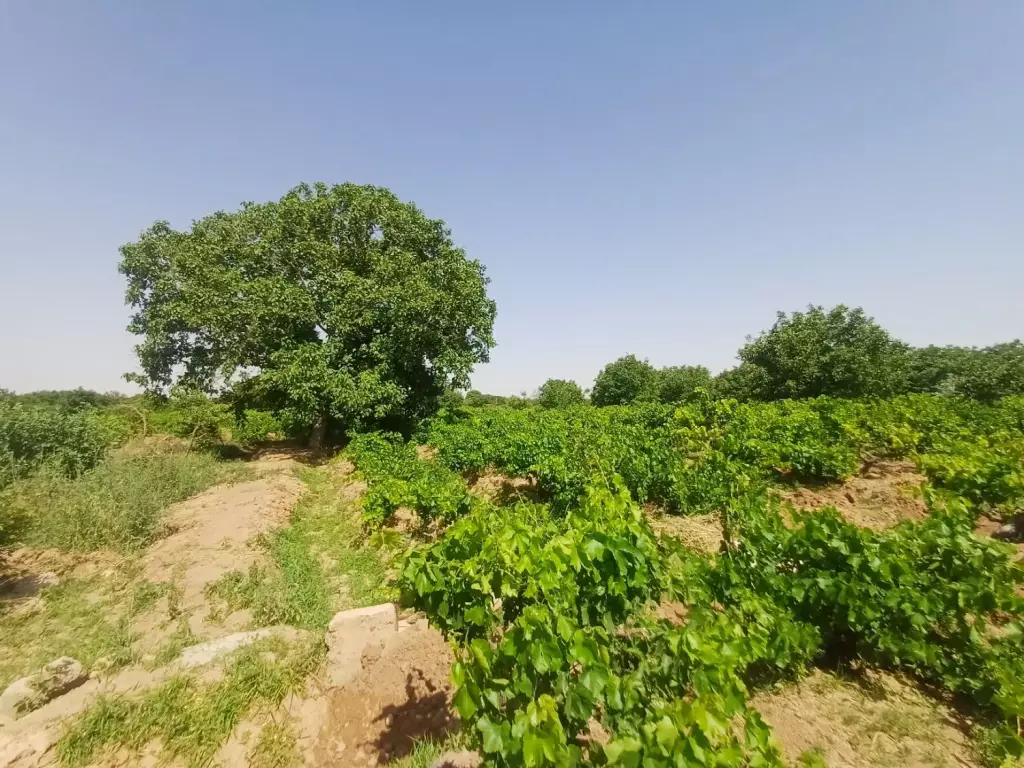 فروش اداری و تجاری 2900 متری در هلال احمر - تصویر 2