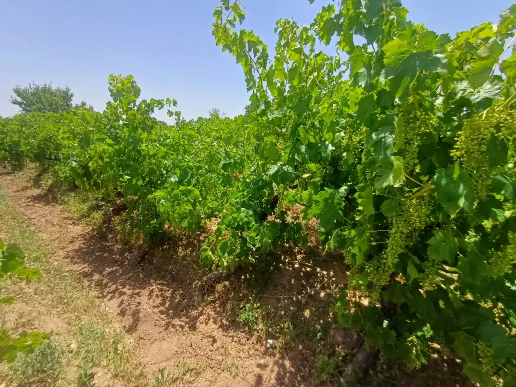فروش اداری و تجاری 2900 متری در هلال احمر - تصویر 3