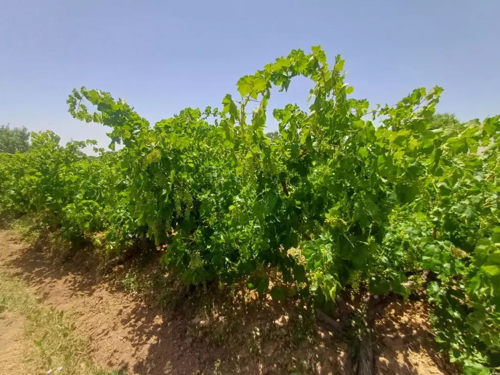 فروش اداری و تجاری 2900 متری در هلال احمر - تصویر 4