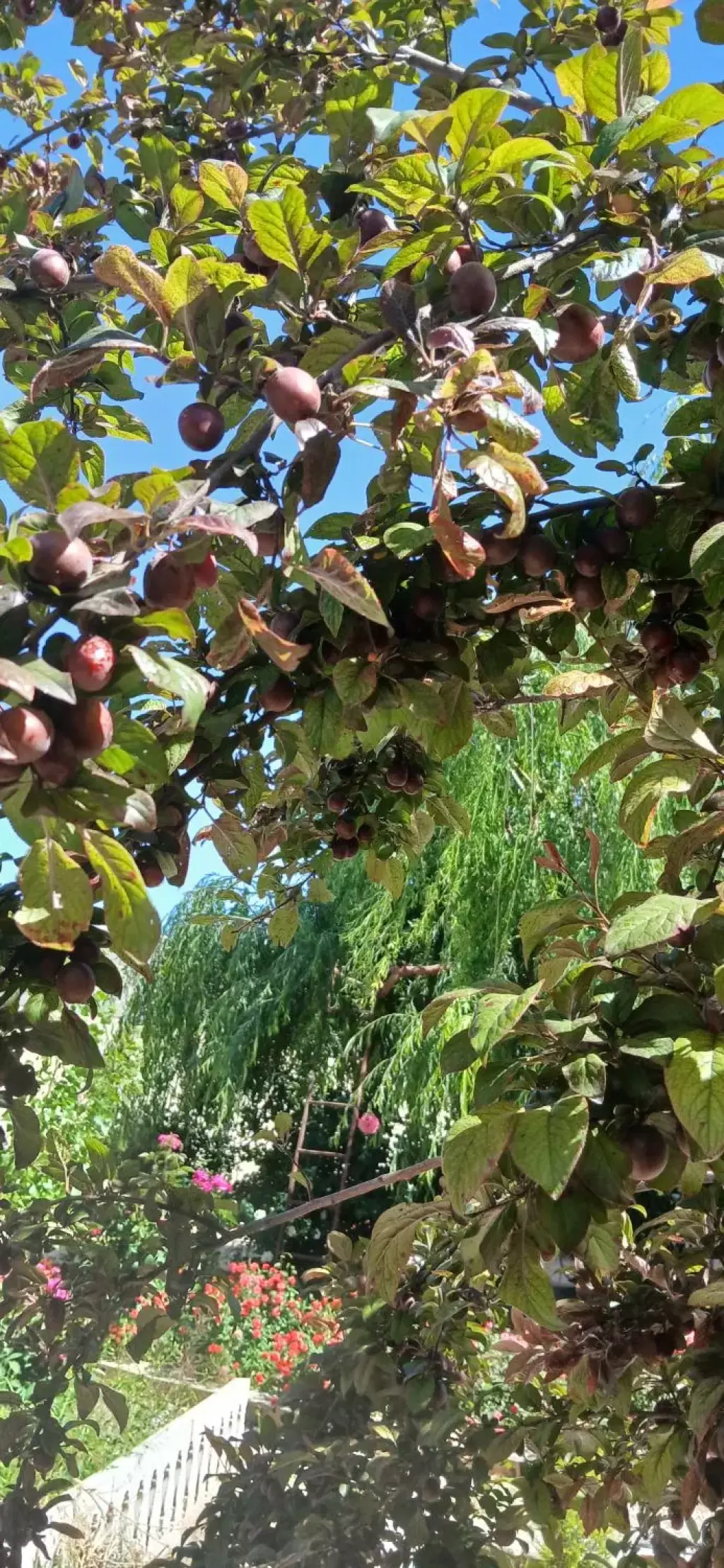 فروش خانه و ویلا 500 متری در دولت‌آباد - تصویر 10